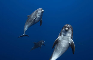 Diving with Bottlenose Dolphins in Socorro - Bob Dobson