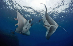 Diving with Manta Rays at San Benedicto in Socorro Islands, Mexico
