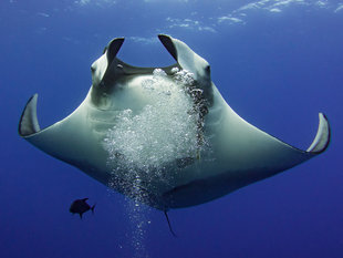 Diving with Giant Manta Rays in Socorro - Bob Dobson
