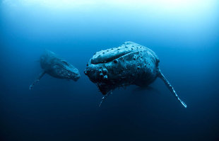 Scuba Diving with Humpback Whales in Socorro Islands, Mexico