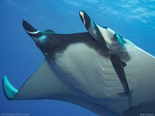 Scuba Diving with Giant Manta Rays in Socorro - Bob Dobson