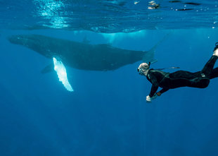 Snorkelling with Humpback Whale - Bjoern Koth