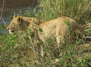 Lion in Serengeti National Park, Tanzania - Ralph Pannell