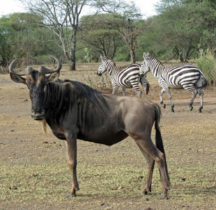 Wildebeest in Serengeti National Park, Tanzania - Ralph Pannell