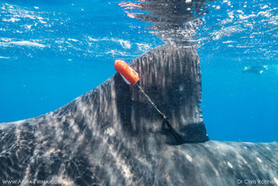 Satellite-Tag-Whale-Shark-Mexico-Research-Dr-Chris-Rohner-Marine-Megafauna-Foundation.jpg