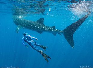 Freediving-with-Whale-Shark-Mexico-Yucatan-isla-mujeres-cancun-snorkel-afuera-dive-underwater-photography-Dr-Chris-Rohner-research.jpg