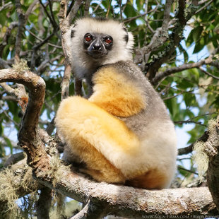 Diademed Sifaka Lemur within Rainforest Reserve part-funded by Aqua-Firma