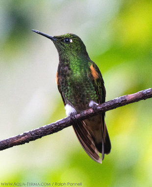 Hummingbirds are a joy to encounter in the Andes cloud forest