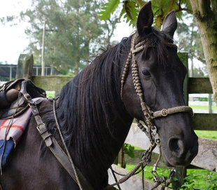 Dark Horse - Horse riding centre hacienda - Ecuador - Andes
