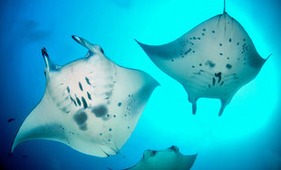 Dive with Manta Rays in the Maldives year round