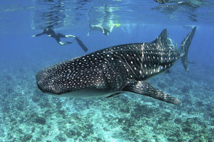 Snorkelling with Whale Sharks in the Maldives land based or dive liveaboard