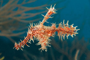 Ornate Ghost Pipefish in the Maldives