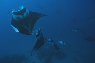 Dive with Manta Rays in the Maldives year round - U Kefrig