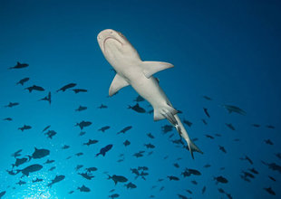 Maldives Dive Liveaboard in search of sharks in the central atolls