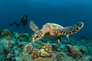 Diving with Turtles on Maldives Dive Liveaboard Central Atolls