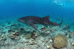 Snorkel with Whale Sharks on Maldives Dive Liveaboard in Search of Sharks Central Atolls