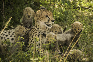 Cheetah-mother-cubs-Masai-Mara-safari-holiday-Kenya-Big-Cat-Diaries.jpg