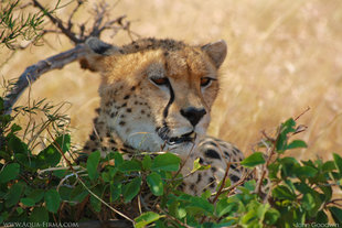 Cheetah-MasaiMara-Big-Cat-Safari-holiday-Kenya-travel-Aqua-Firma-John-Goodwin.jpg