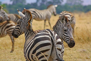 Zebra-Kenya-safari-holiday-wildlife-photography-travel-Tsavo-Amboseli-John-Goodwin-Aqua-Firma.jpg