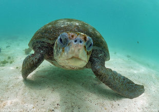 Green-Turtle-Las-Tintoreras-Isabela-snorkel-Galapagos-islands-underwater-photography-Ralph-Pannell-Aqua-Firma.jpg