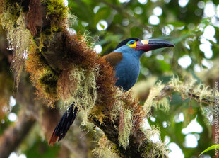 Plate-Billed Mountain Toucan in the Choco-Andes of Ecuador