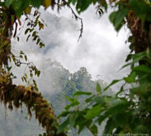 Choco-Andes Cloud Forest in Ecuador
