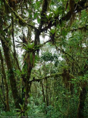 Cloud Forests of Ecuador Choco Andes