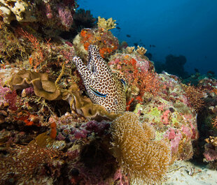 Honeycomb Moray Eel in the Maldives hiding within the coral reef