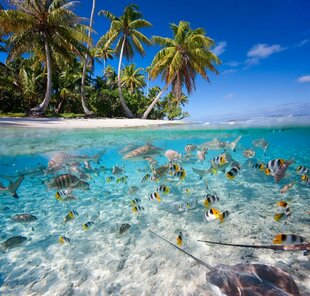 Lagoon filled with marine life at Ayada Maldives Resort on Huvadhu Atoll