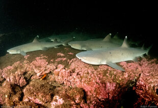 White Tip Reef Sharks in Cave in the Galapagos