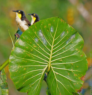 Black-capped Donacobius birds (Donacobius atricappilus)