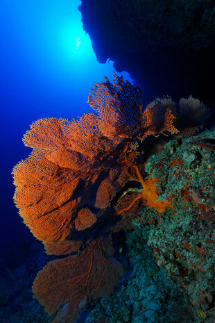 Beautiful Red Sea Fan on the Reef Edge - Maldives