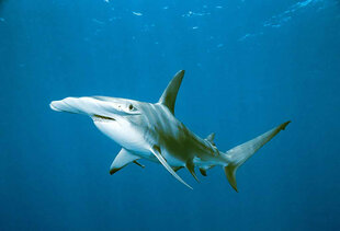 Hammerhead Shark off Eastern Papua New Guinea
