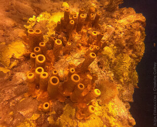 Vibrant Orange Sponges on Dominica's Coral Reefs