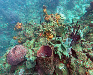 Sponges are a strong feature of Caribbean reefs
