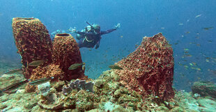 Scuba Diving amongst Dominica's giant sponges
