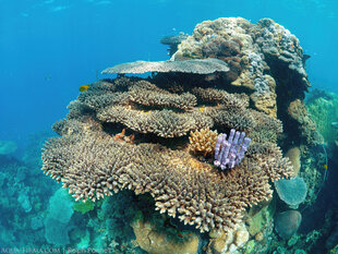 Northern Madagascar's Healthy Coral Reefs