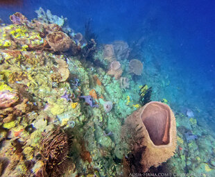 Mixed coral and sponge fringing reefs of Dominica