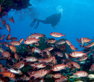 Scuba Diving Dominica