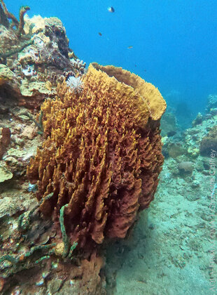 Giant sponge Dominica