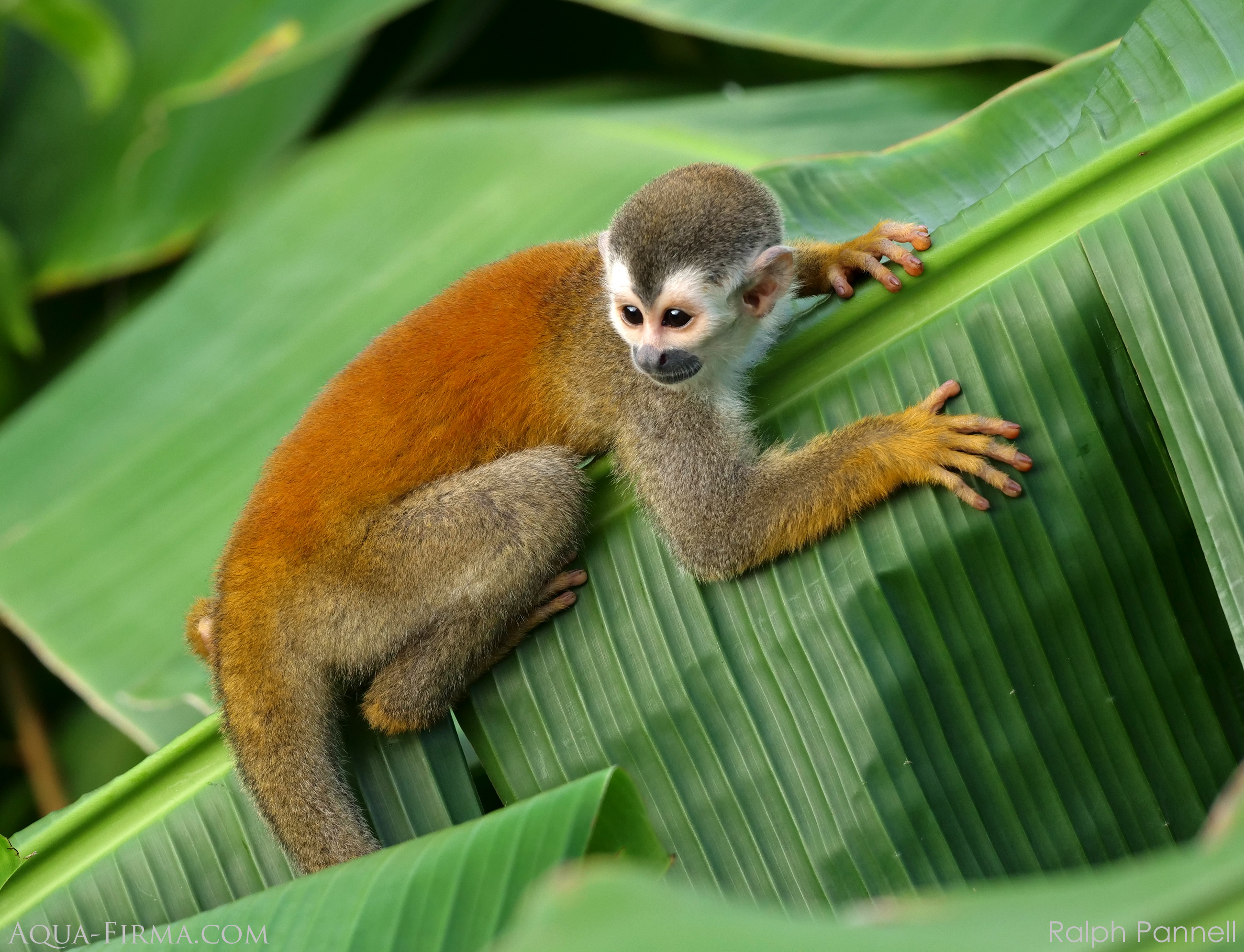 Squirrel Monkey Costa Rica rainforest