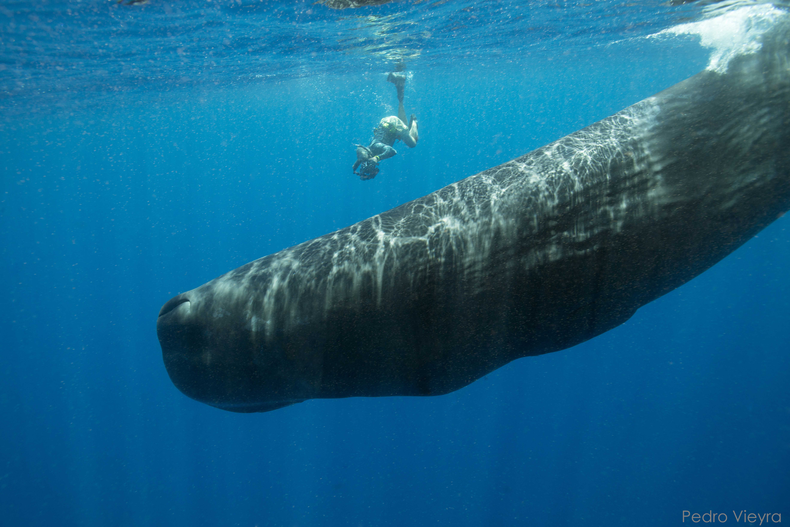 Swim with Sperm Whale Dominica