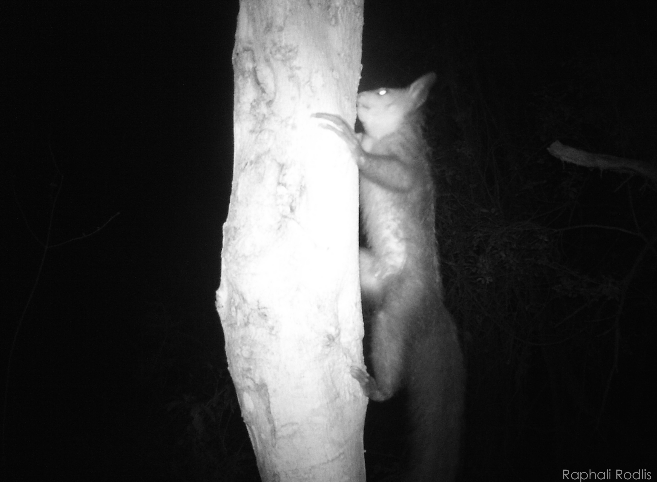 Aye-Aye Lemur Madagaascar Rainforest Camera Trap photograph