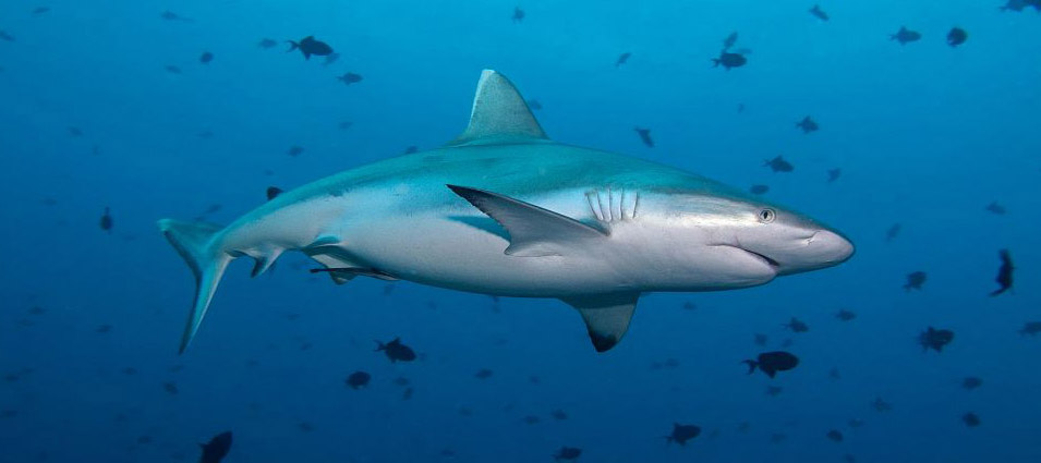 Maldives Dive Liveaboard in Search of Sharks central atolls