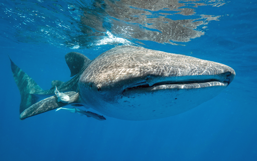 Swimming and Snorkel with Whale Shark in Mexico for Research and Photography - Citizen Science Isla Mujeres Cancun Dr Chris Rohner