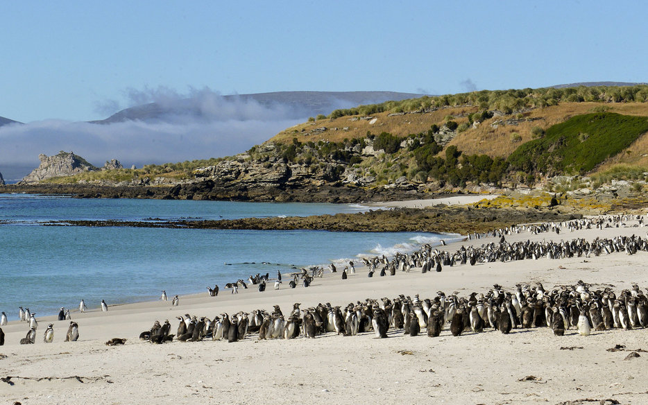 Falkland Islands