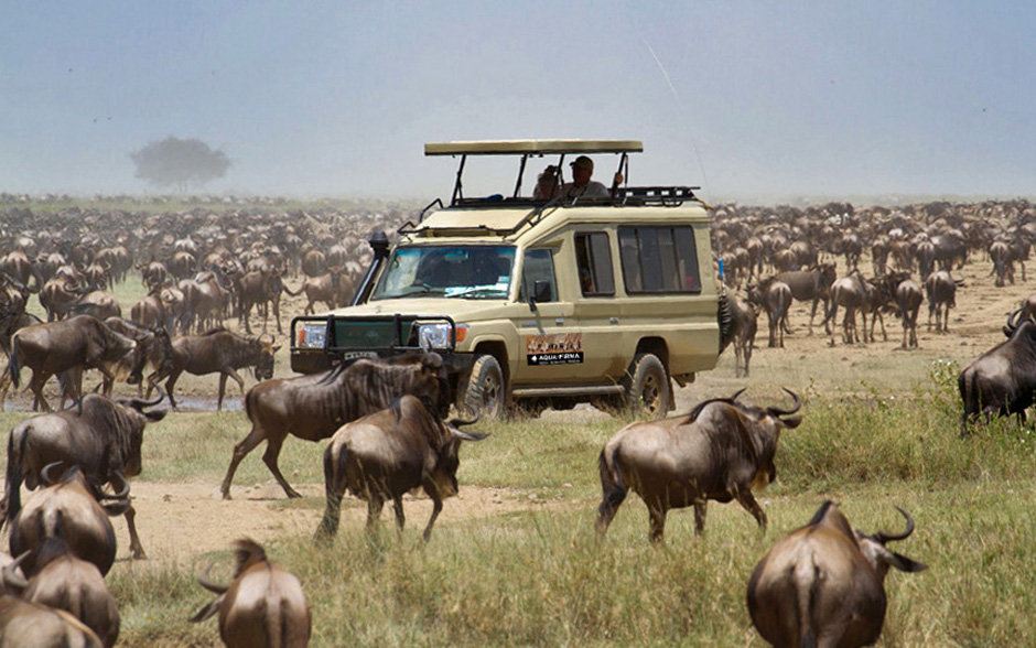 Great Migration Serengeti Maasai Mara River Crossings Ngorongoro ...