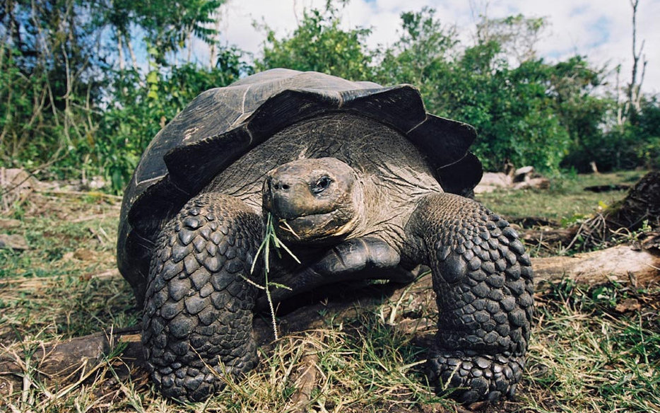 giant tortoise wildlife marine life galapagos seychelles species