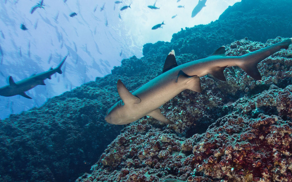 Marine Life of Socorro Revilla Gigedo Islands Mexico Giant Manta Rays ...