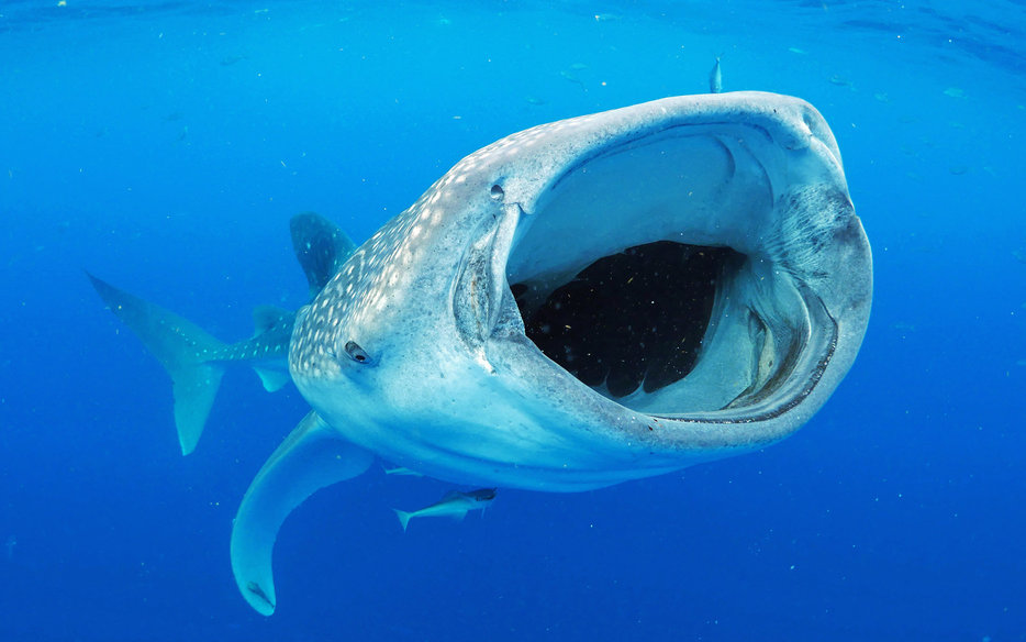 Aqua-Firma Biggest Donor to MMF Whale Shark Programme Marine Megafauna